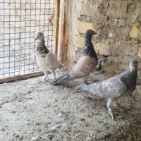 کفتر سرور|پرنده|شیراز, سعدیه شمالی|دیوار