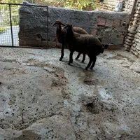 نربره