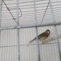 طوطی گرینچیک اناناسی|پرنده|بم, |دیوار