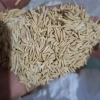 بذر شالی فجر
