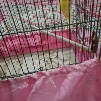 قناری  ماده