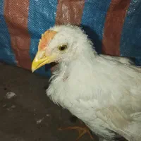 مرغ و خروس