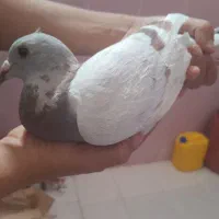 کبوتر