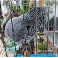 کاسکوی گم‌شده