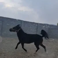 اسب مادیان کرد عرب.|اسب و تجهیزات اسب‌سواری|بستان آباد, |دیوار