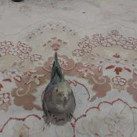 فروش یک جفت عروس هلندی بالغ تخم گزار‌