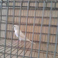 تعدادی قناری ماده سفید و سبز و سرحال|پرنده|اصفهان, احمدآباد|دیوار