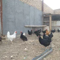 مرغ سیاه تخم کن