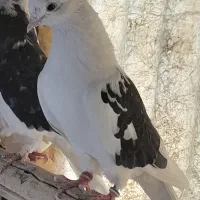 فروش تعداد محدود کبوتر اصیل دولاب