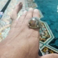 انگشتر شجر قدیمی. غول پیکر