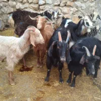 بز و بی (بز و بزغاله)