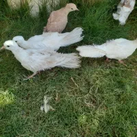 کبوتر  قشنگ و خاص|پرنده|سراوان, |دیوار
