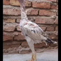 لاری|حیوانات مزرعه|اهر, |دیوار