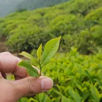 ادمین طبیعت دوست