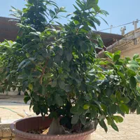 گل بونسای|گل و گیاه طبیعی|اصفهان, کشاورزی|دیوار