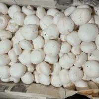 فروش قارچ عمده