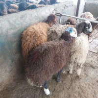 گوسفند خونی  در مناسبت