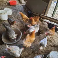 ۱۰  عدد مرغ   و ۱  خروس|حیوانات مزرعه|کوهسار (البرز), |دیوار