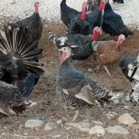 بوقلمون محلی سرحال|حیوانات مزرعه|دهدشت, |دیوار