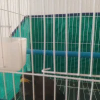 دوعددمرغ میناسخنگو|پرنده|بروجرد, |دیوار