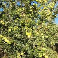 باغ گلابی|خدمات باغبانی و درختکاری|اهواز, زرگان|دیوار