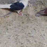 کفتر