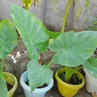 گل طبیعی شاداب