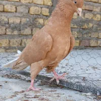 پرنده طوقق|پرنده|یزد, |دیوار