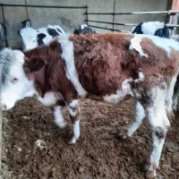 گوساله سیمینتال نر گاو