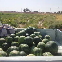 هندوانه بومی نوش اباد