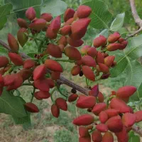 فروش خانه باغ انار پسته یل آباد