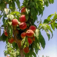 تولید و عرضه انواع ارقام نهال میوه و گردو صادراتی