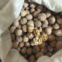 سلام خدمت دوستان عزیز گردوی امسالی