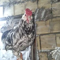 تخم مرغ نطفه دار گلین