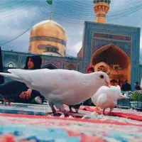 کاروان ب مشهد مقدس ۰۵/۳/۳۰