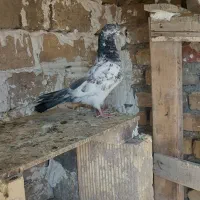 ماده پرشی عالی