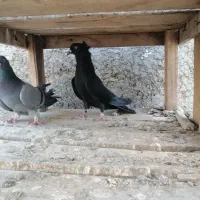 کبوتر دمگیر دوبحر واصفهانی 1/500|پرنده|خمینیشهر, |دیوار