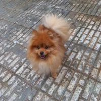 پامرین خرسی اقا(تیتو) ۸ ماهه