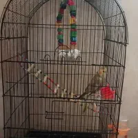 عروس هلندی 6ماهه دانخور|پرنده|قروه, |دیوار