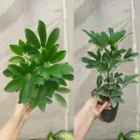 گل های آپارتمانی مناسب هدیه روز مادر