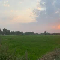 1-هکتار-زمین-کشاورزی-فوق-العاده-در-نوار-ساحلی