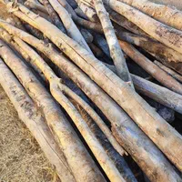 خریدار مستقیم چوب درختان میوه و تیر|خدمات باغبانی و درختکاری|ارومیه, |دیوار