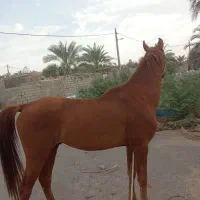 اسب معامله با موتور