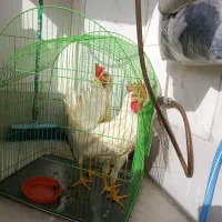 مرغ خروس