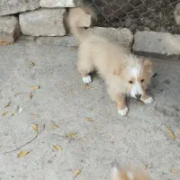 توله سه ماهه شیتزو|سگ|ساوه, |دیوار