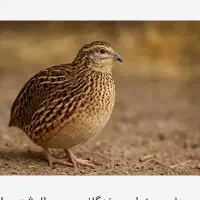 بلدرچین کوهی 6ماهه