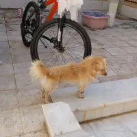 سگ گمشده