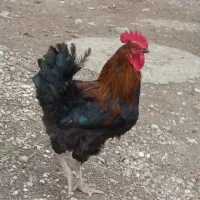 خروس|حیوانات مزرعه|سیلوانه, |دیوار