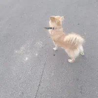 سگ پامر روباهی..ماده.زرنگ وباهوش وخوش رنگ|سگ|بیرجند, |دیوار