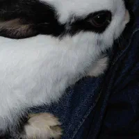 خرگوش شش ماهه نر